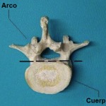 Anatomía vértebra