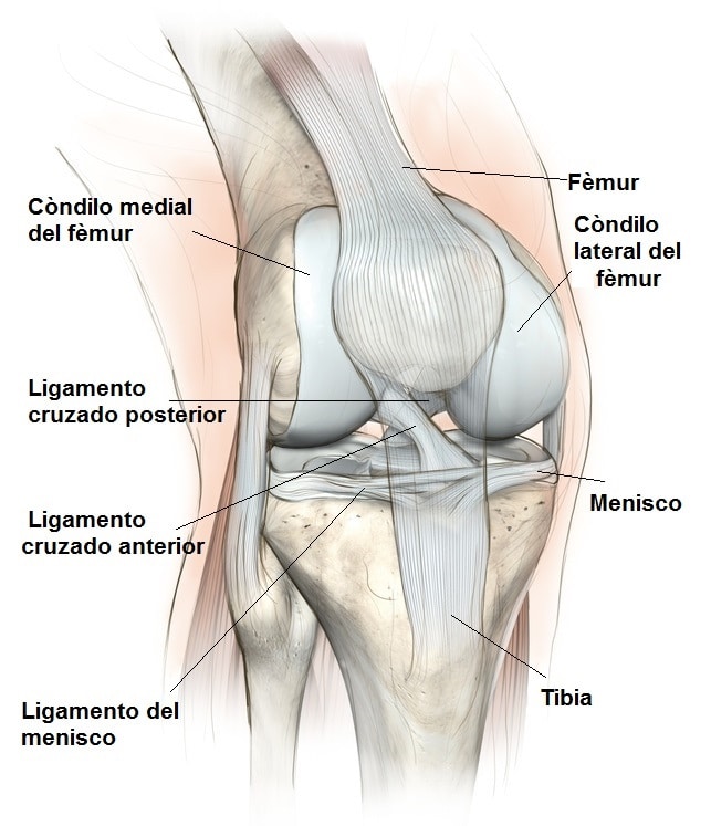 Articulación, rodilla, sinovitis, dolor, inflamación, dolor, membrana, sinovial, sinovia