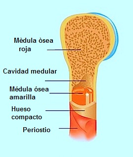 anatomía del hueso periostio