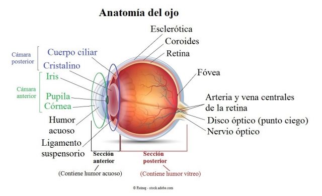 anatomía,ojo,anterior,posterior,humor acuoso