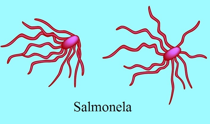 Salmonela y salmonelosis