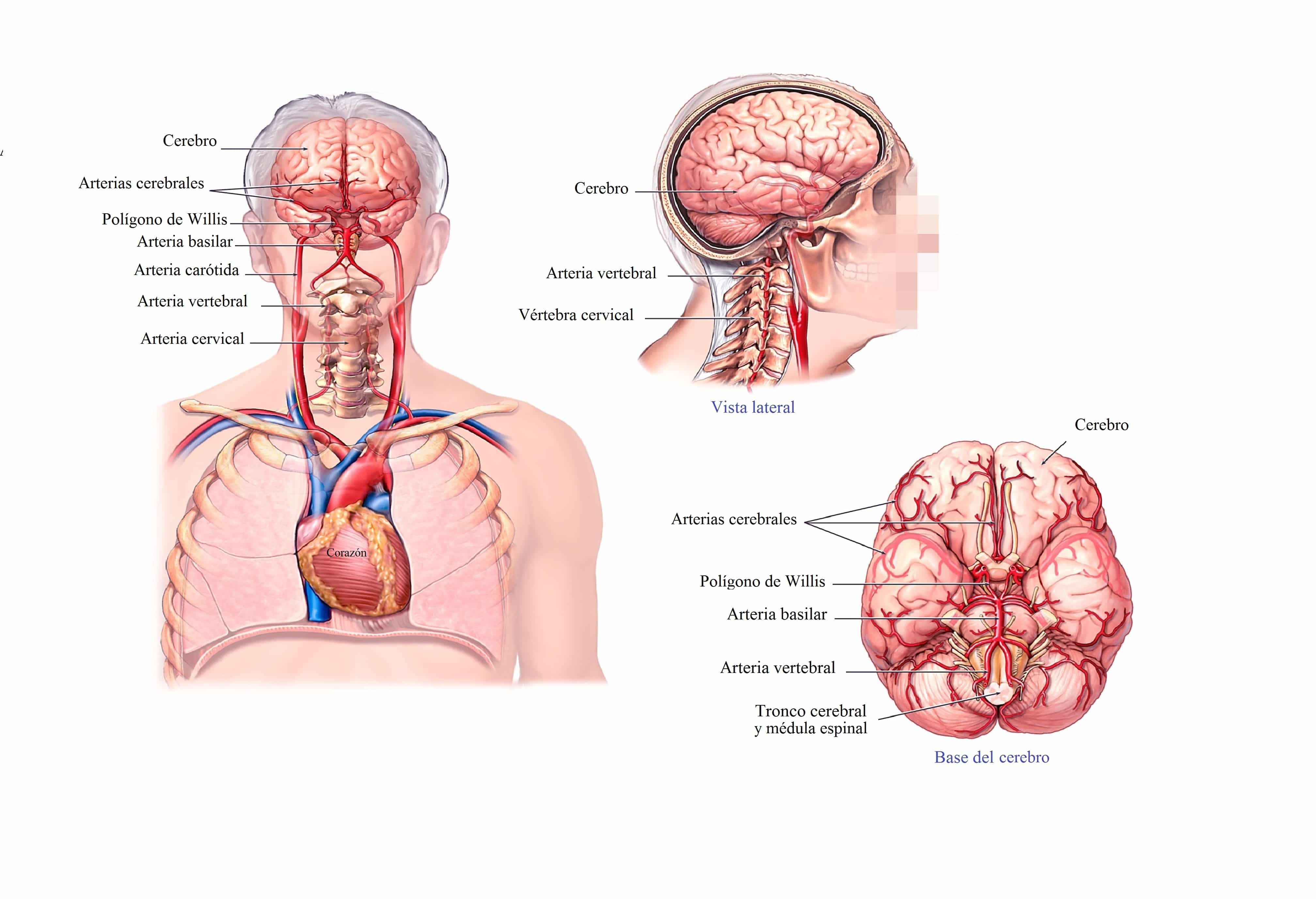 cabeza-circulación-cerebro