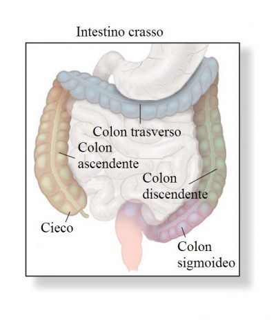 anatomia-dell-intestino-crasso-400x464