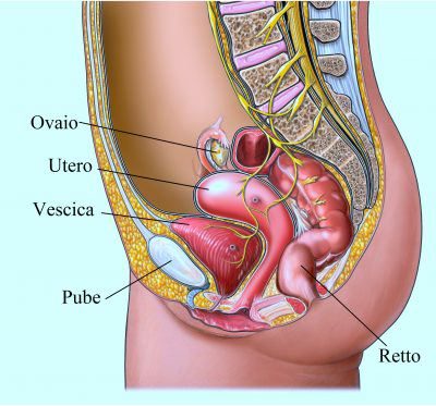 dolor abdomen, abdominal, bajo, útero, ovarios, intestino
