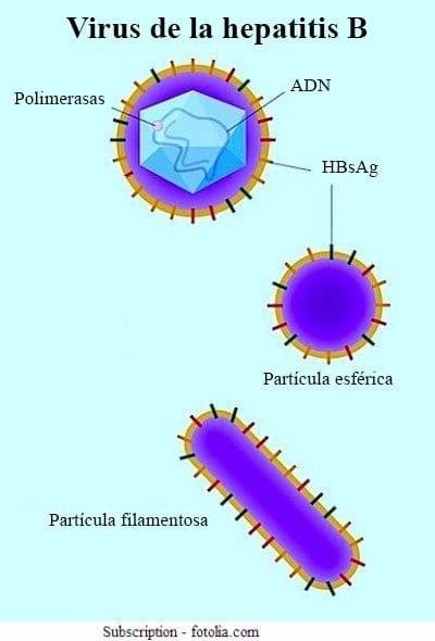 virus-de-la-hepatitis-b
