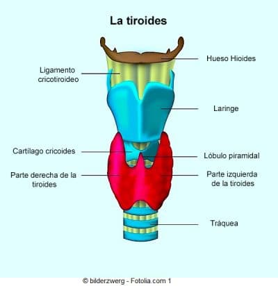 Tiroides, tiroiditis de Hashimoto, hormonas, T4, T3, TSH.