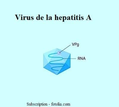virus-hepatite-a