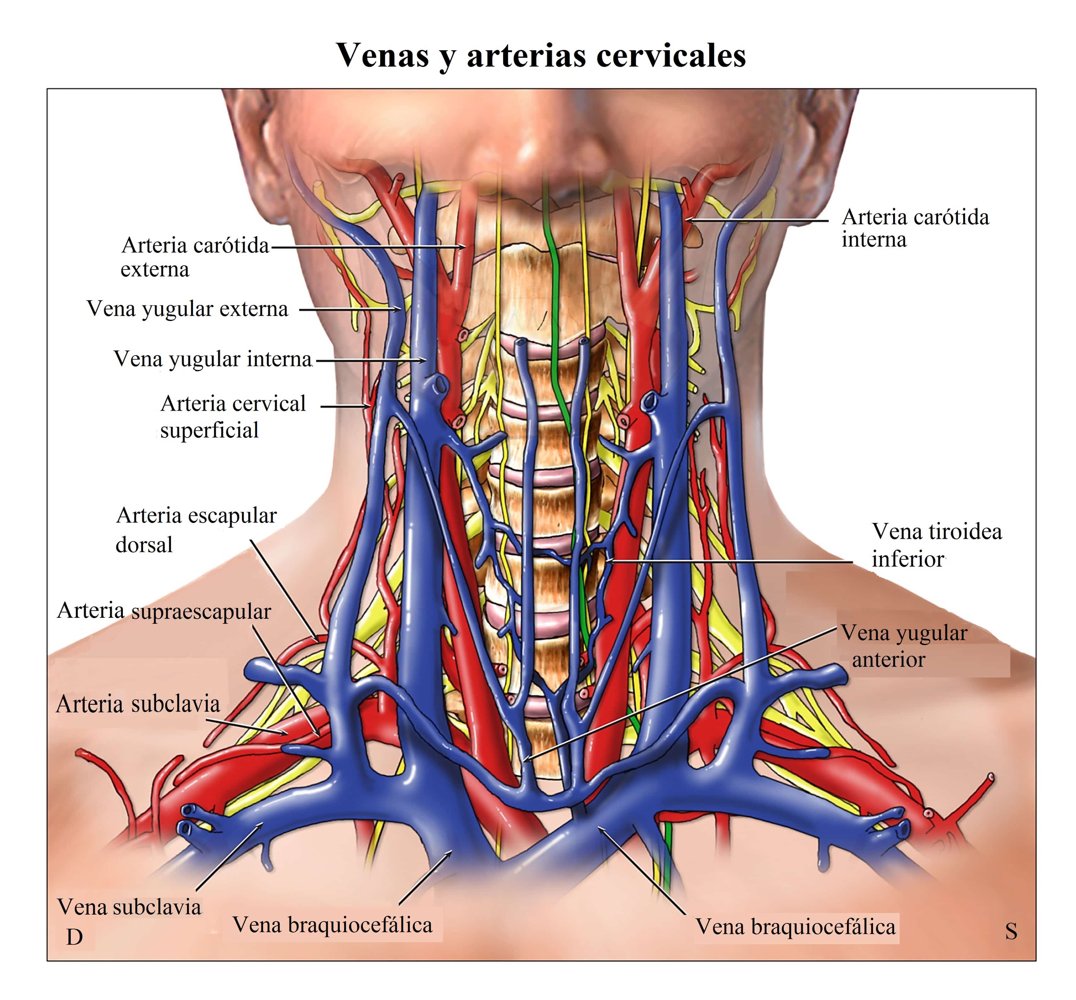 Arterias-coronarias-carotidas-vertebrales