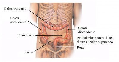 colon-intestino