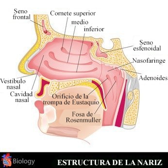 rinitis-nariz-cornetes