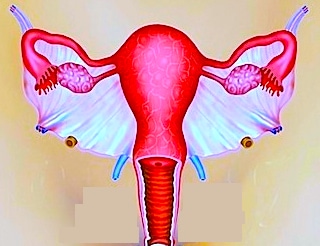útero, ovarios, trompas, Falopio, vulva