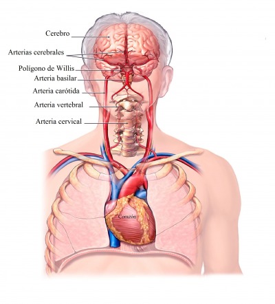 arterias-coronarias-carotidas-vertebrales