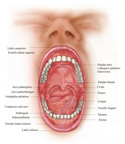 dientes-lengua-dolor-de-muelas