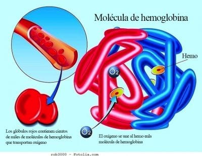 Hemoglobina alta, baja, glóbulos rojos