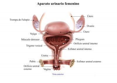 tracto-urinario-femenino