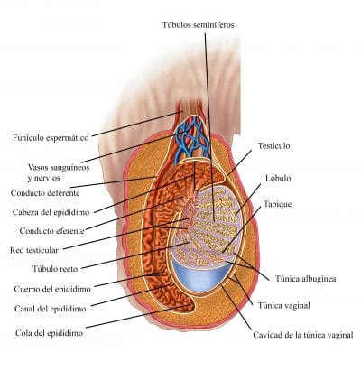 Anatomia del testiculo