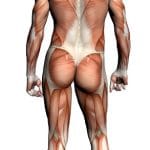 anatomía, posterior, espalda, lumbar, sacro, glúteos, muslos, antebrazos, codo, muñeca, mano, fascia de tejido conectivo torácico-lumbar, manipulación, masaje, inflamación, tendinitis, contractura, adherencia, puentes de colágeno, dolor, daño, fisioterapia y rehabilitación