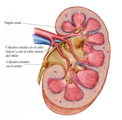 riñones, anatomía, abdomen