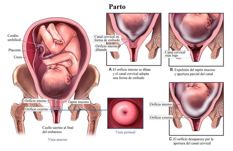 contracciones-durante-el-embarazo