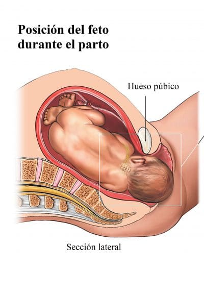Posicion del feto durante el parto