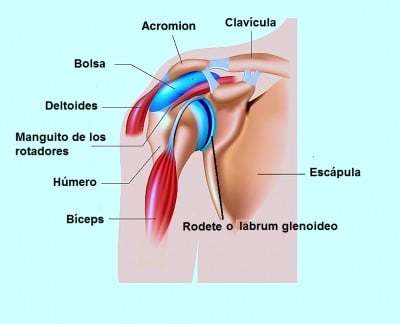 hombro, bolsa, bíceps, deltoides, escápula