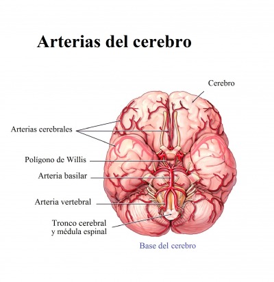 arterias del cerebro