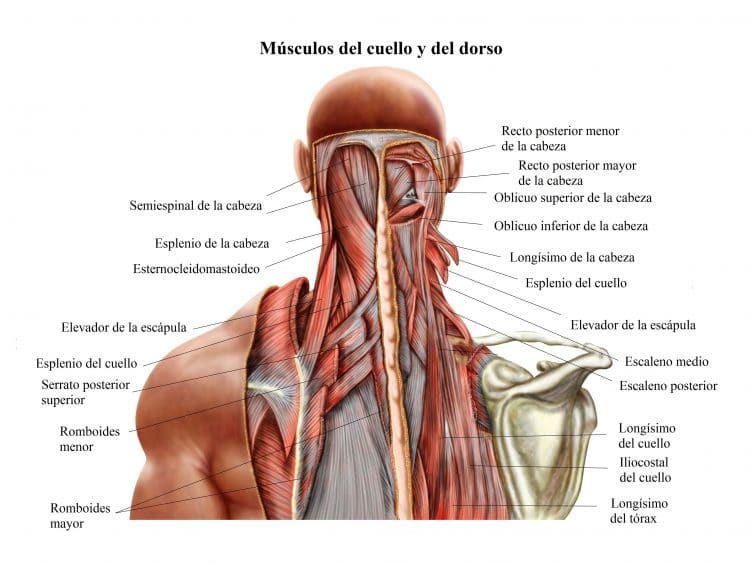 musculos del cuello