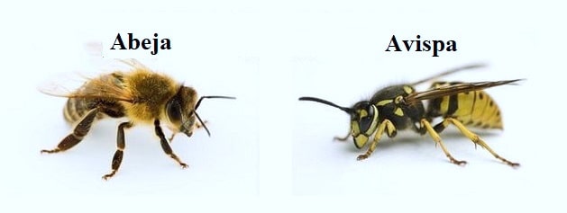 avispa-abeja-differencia