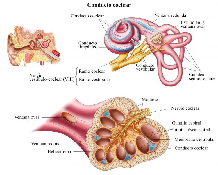 nervio vestibular, cóclea, canales semicirculares, oído
