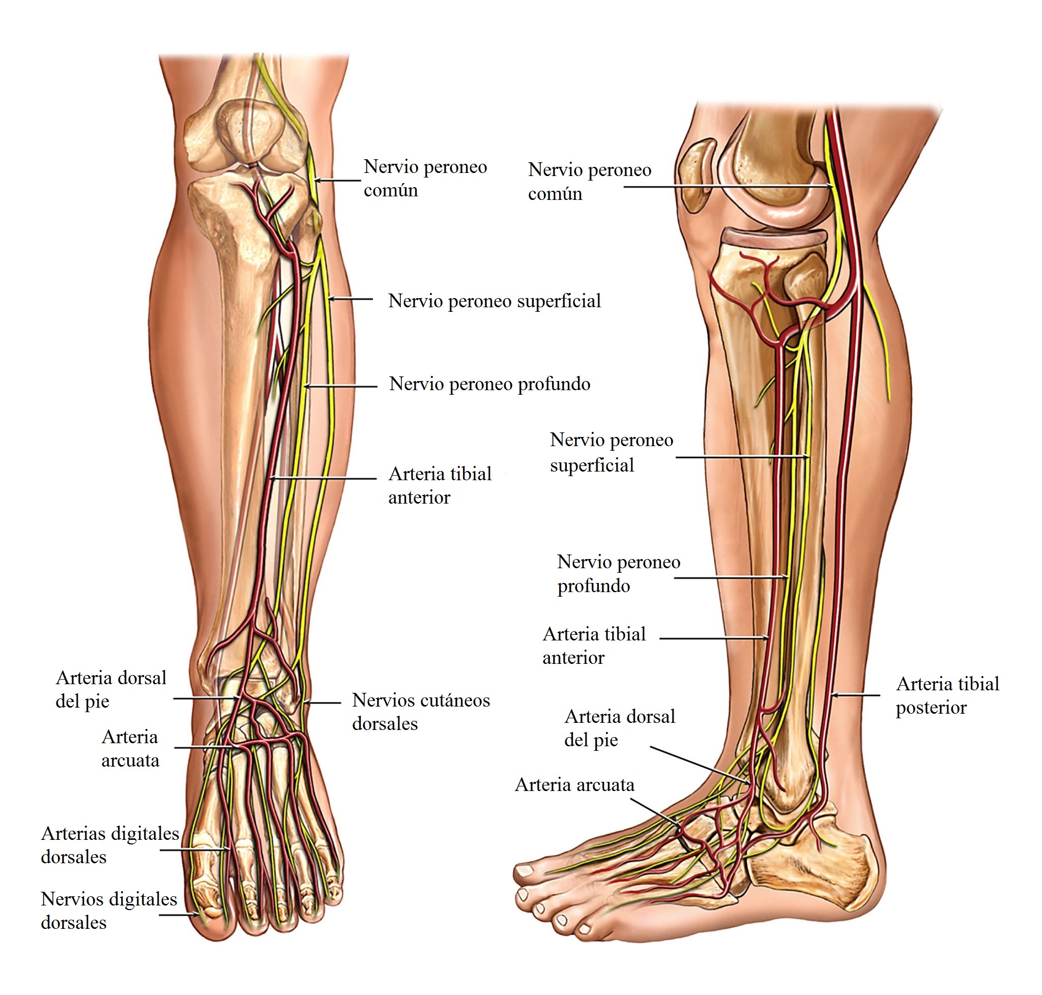 Anatomía de la pierna, nervios y arterias