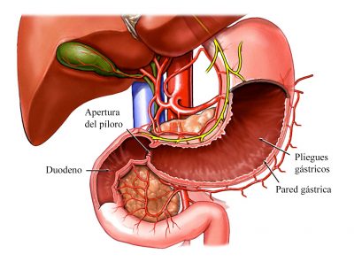 estómago-duodeno-anatomía