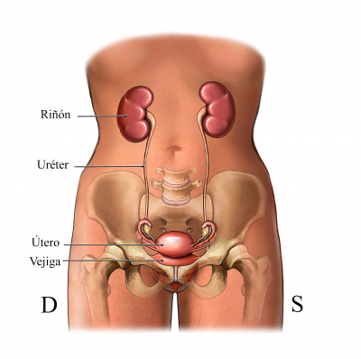 riñón-uréter-vejiga-uretra