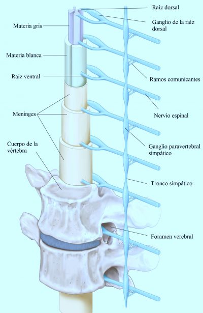 Raíz dorsal, médula espinal