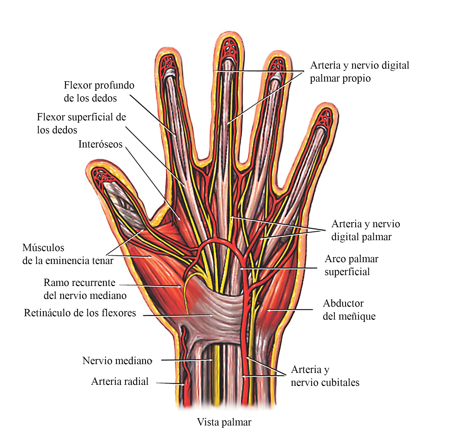 Fexores de los dedos, tendones
