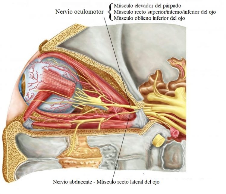 Nervio, abducente, oculomotor, óptico