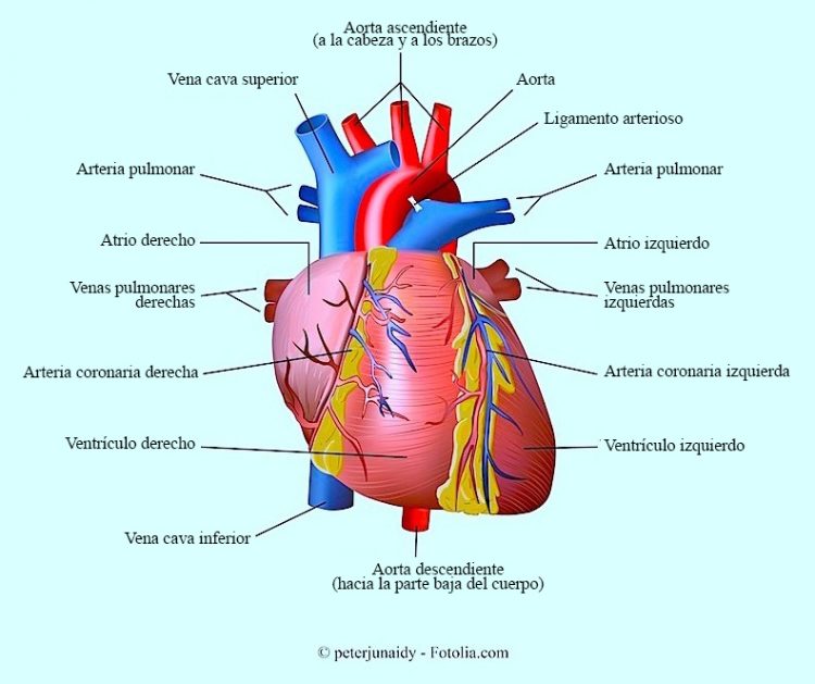 corazón, aorta, coronarias, ventrículo