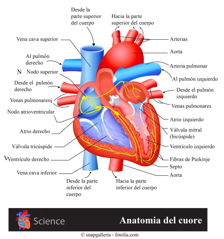 corazón, atrio, ventrículo, nodo sinusoidal
