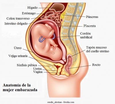 embarazo, tapón mucoso, placenta, cuello del útero