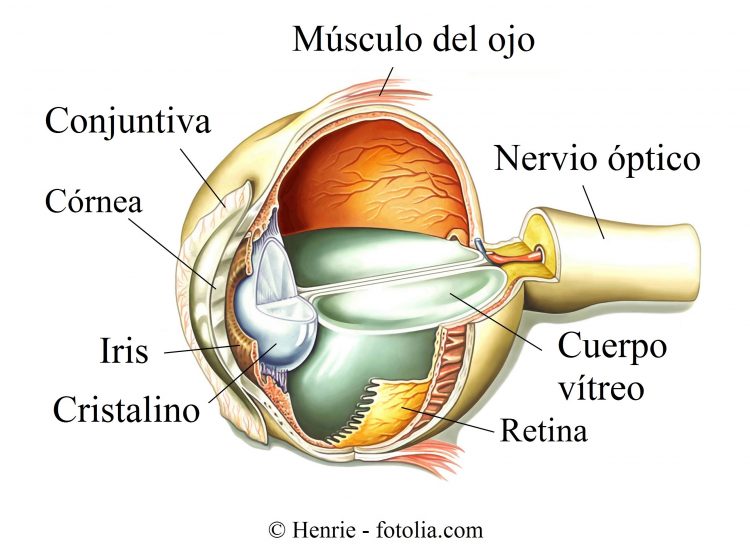 ojo, nervio óptico, iris
