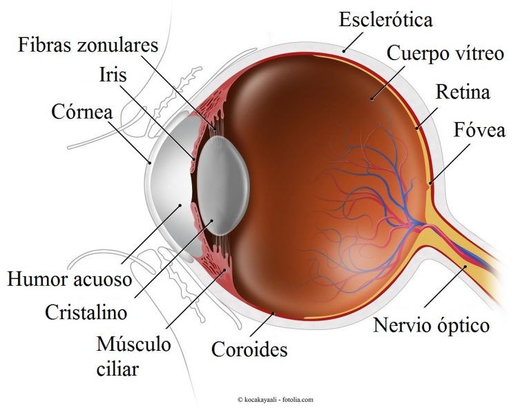 ojo, esclera, coroides