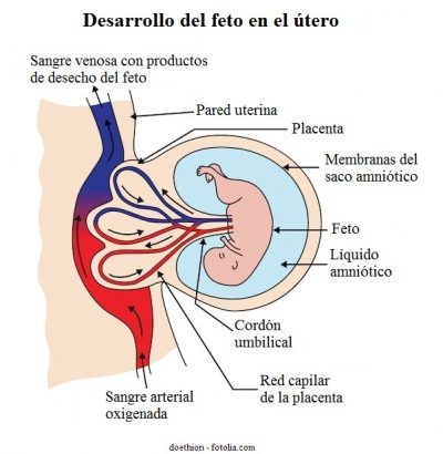 líquido amiótico, placenta, cordón umbilical