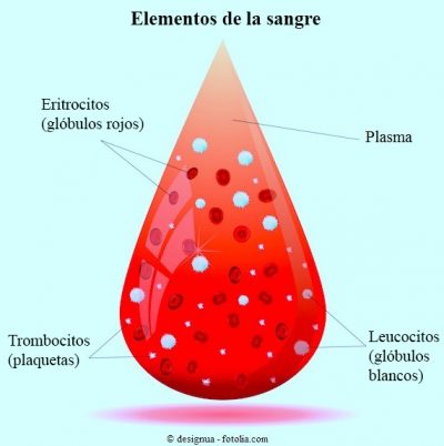 glóbulos blancos, rojos, plaquetas, sangre
