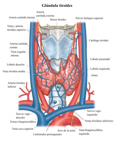 tiroides, anatomía, vasos sanguíneos