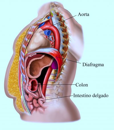 diaragma, tórax, abdomen