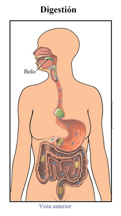 digestión, deglutición, bolo, intestino, estómago