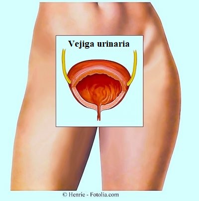 vejiga urinaria